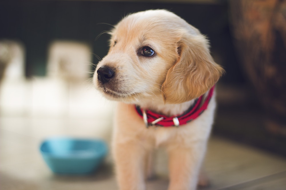 pet health insurance Tampa FL