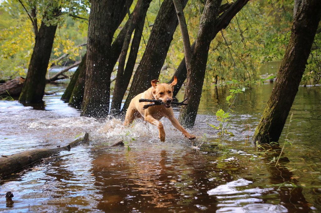 Flood Preparedness for Pet Owners